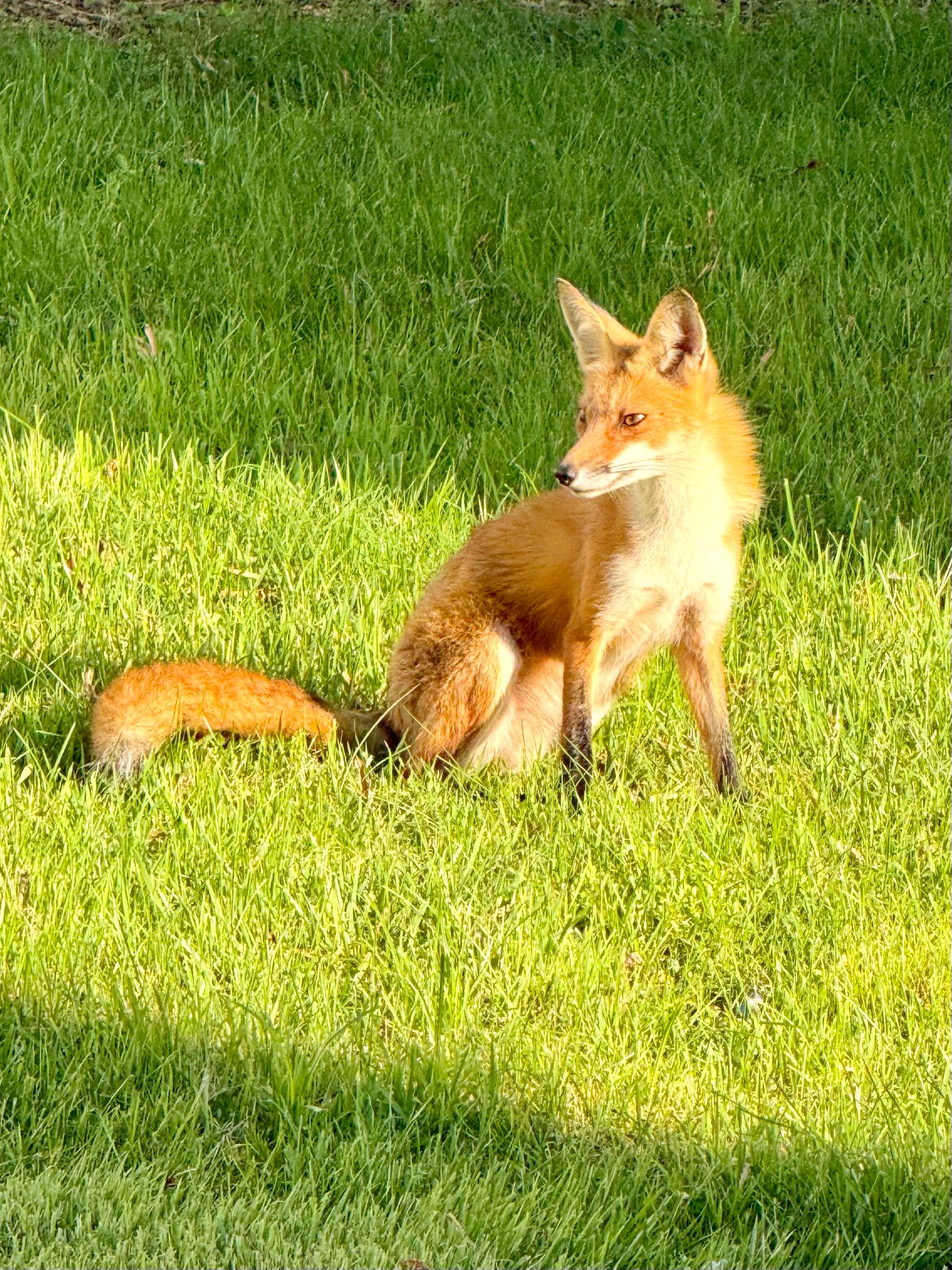 Red Fox just hanging out in beach house backyard - image 1